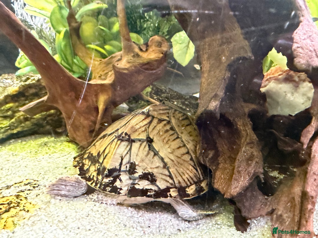 Turtle reptiles for sale: 240L tank & turtles for sale  - Advert 3