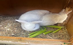 Netherland Dwarf rabbits for sale: netherland dwarf male and female with hutch  - Image 3