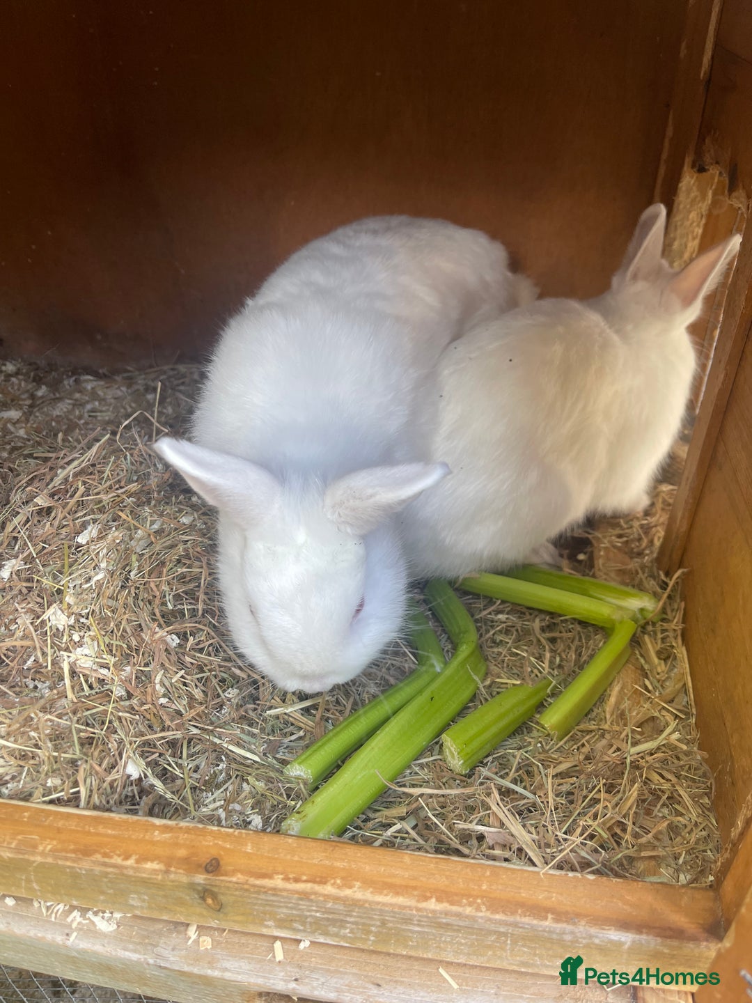 Netherland Dwarf rabbits for sale: netherland dwarf male and female with hutch  - Image 3