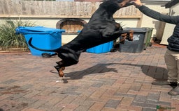 Dobermann dogs for stud: 🌟Beautiful European Doberman Stud🌟 in Walsall - Image 4