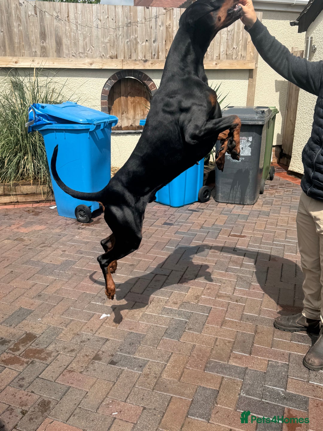 Dobermann dogs for stud: 🌟Beautiful European Doberman Stud🌟 in Walsall - Image 4