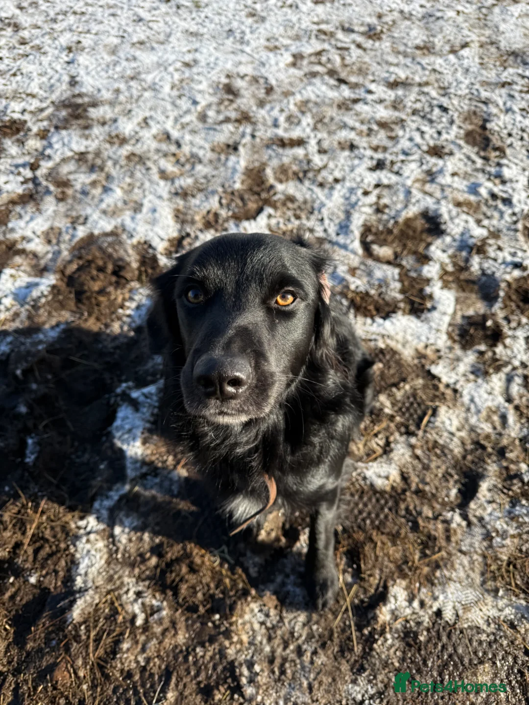 Mixed Breed dogs for stud: Dog for stud. in Inverness - Advert 1