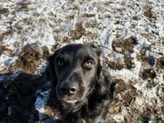 Mixed Breed dogs Dog for stud. - Advert 4