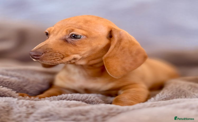 Miniature Dachshund dogs - Advert 2