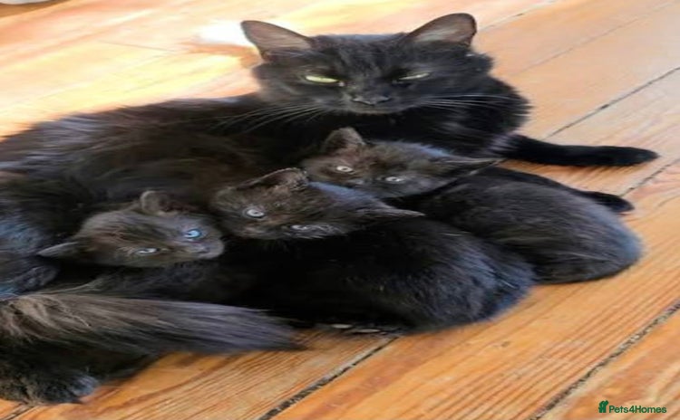 Mixed Breed cats - Advert 6