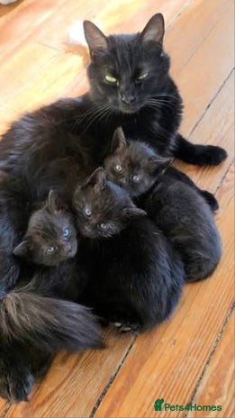 Mixed Breed cats - Advert 7