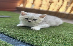 Scottish Fold cats for sale: 🐱 One boy left 🐱 Open for offers ❤️ - Image 9