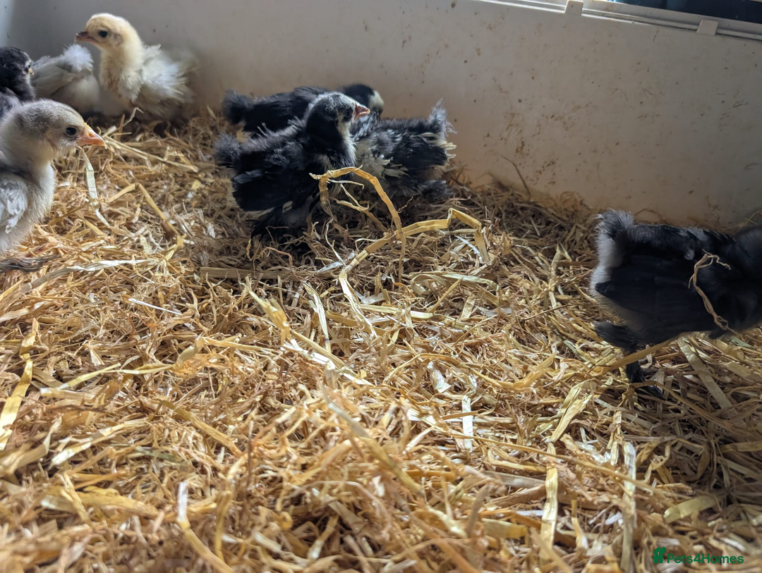 Chickens poultry for sale: Various unsexed chicks and Quails - Image 8