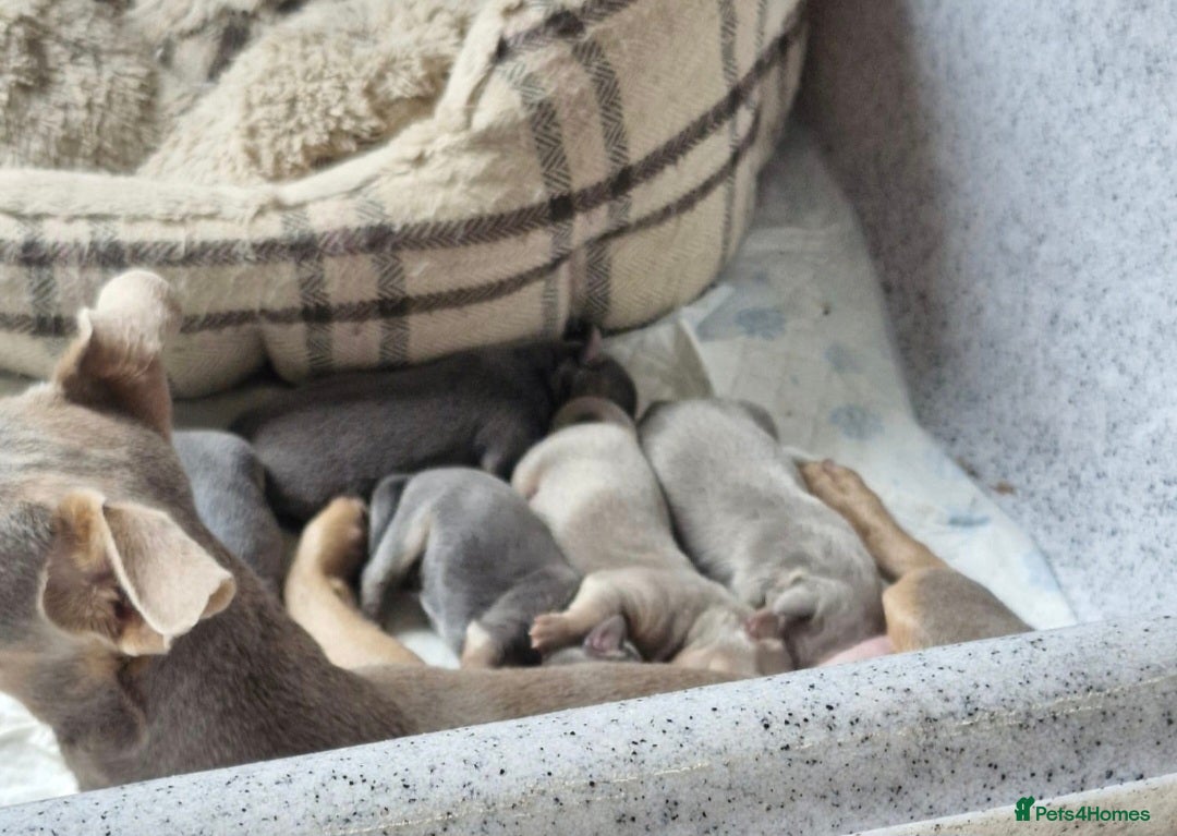 Jack Russell dogs for sale: Miniature Lilac & Blue Jack Russell puppies  - Image 12