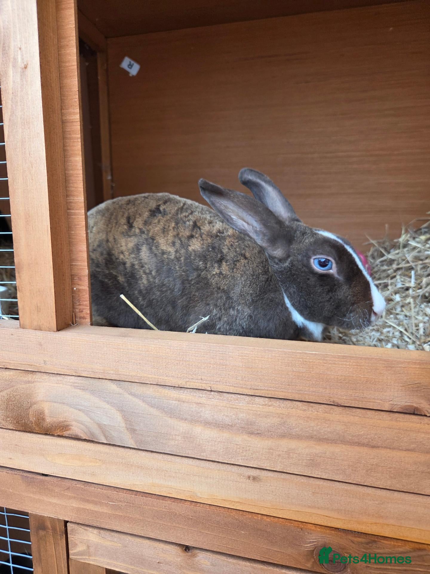 Rex rabbits Stunning blue eyed girly - Advert 3