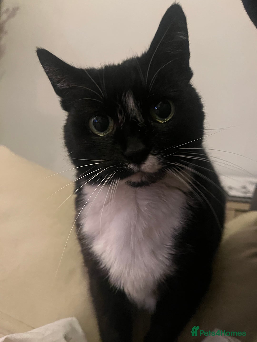 British Shorthair cats for sale: Darcie the tuxedo cat.  - Image 1