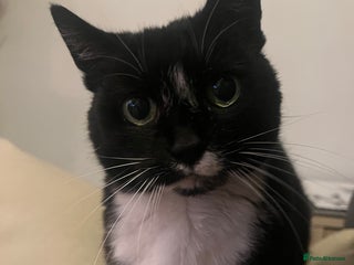 British Shorthair cats - Advert 16