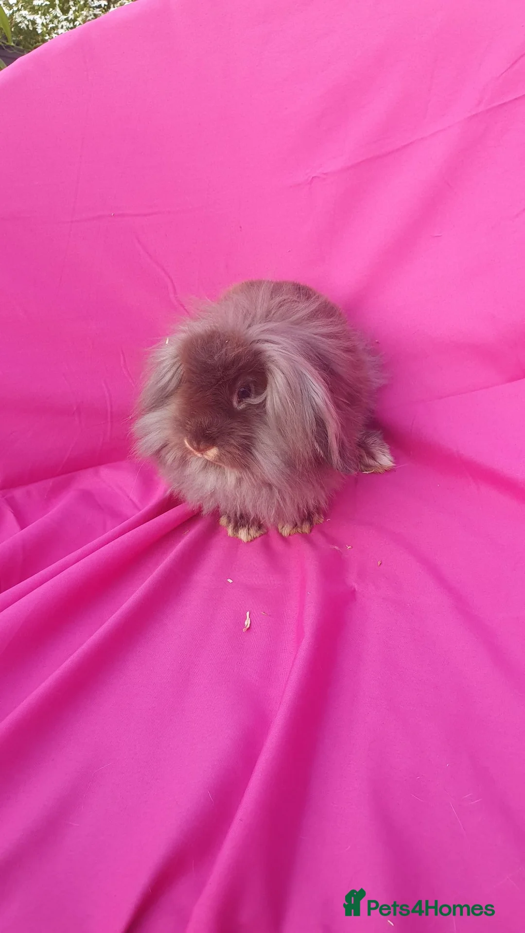 Lionhead rabbits for sale: Lionhead Mini lop  - Advert 2