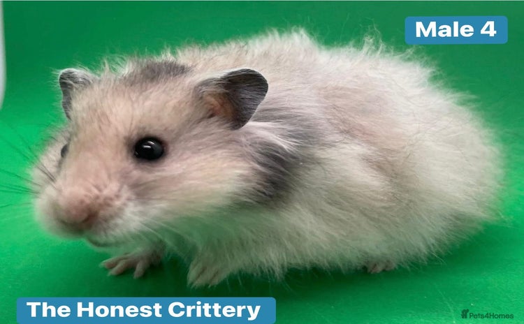Hamster rodents - Advert 5