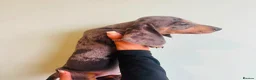 Miniature Dachshund dogs for sale: Miniature dachaunds READY NOW - Advert 6