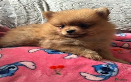 Pomeranian dogs for sale: Tiny Pomeranian puppies - Image 2