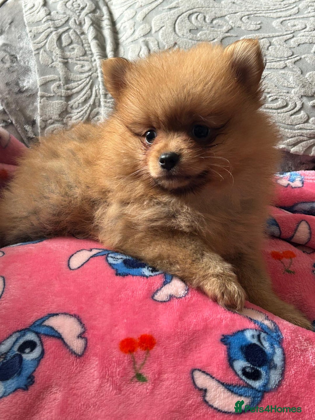 Pomeranian dogs for sale: Tiny Pomeranian puppies - Image 2