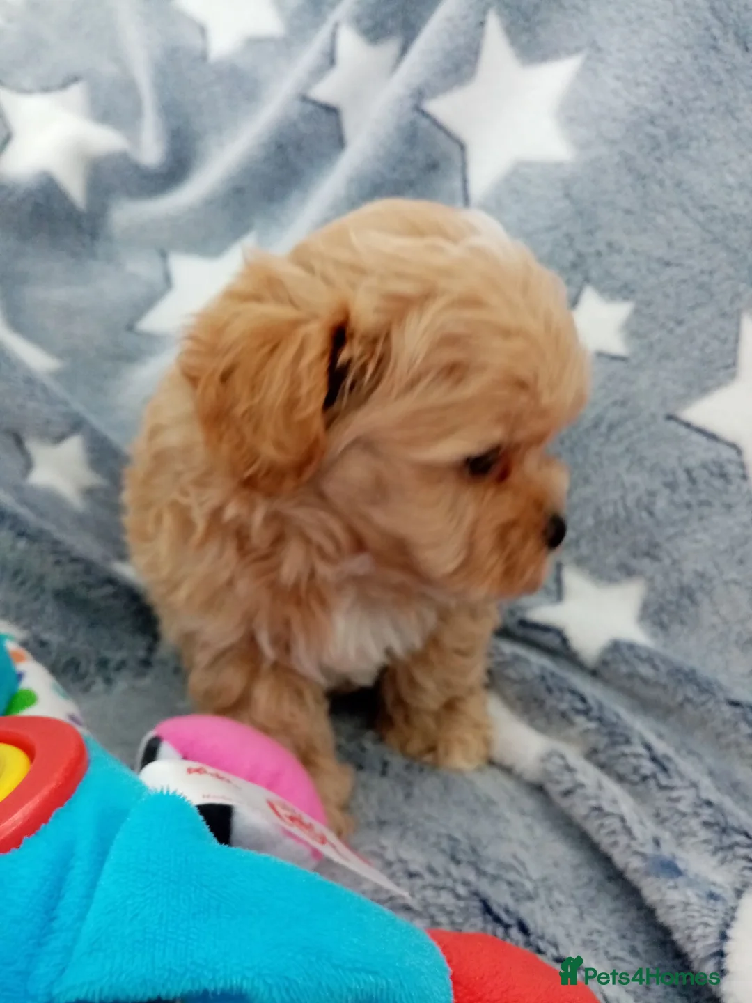 Maltipoo dogs for sale: Golden Maltipoo puppy's  in Manchester - Advert 1