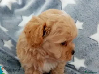 Maltipoo dogs Golden Maltipoo puppy's - Advert 17