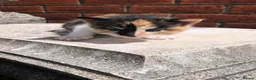 Mixed Breed cats for sale: Adorable Kittens Ready for their Forever Homes - Advert 9