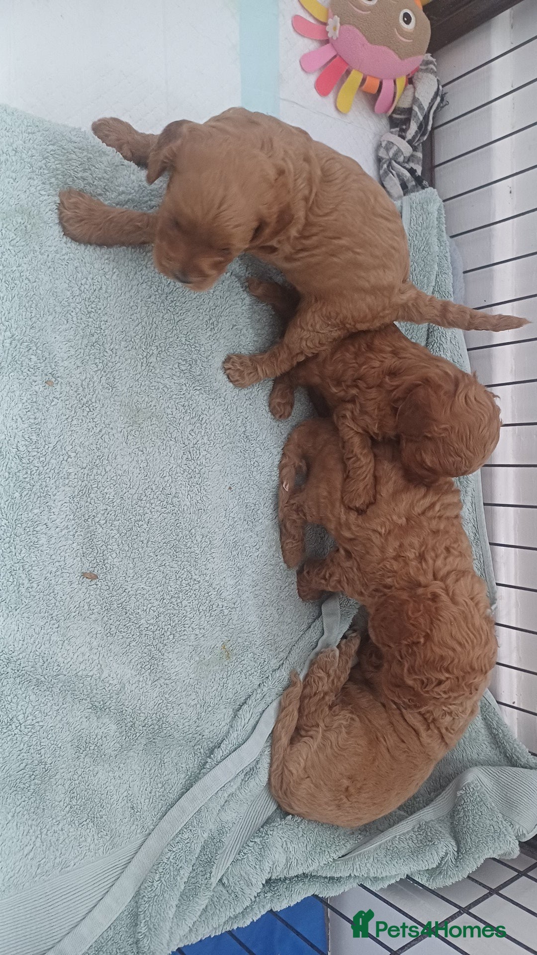 Cockapoo dogs for sale: Beautiful cockapoo puppies  - Image 33