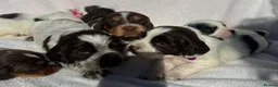 Cocker Spaniel dogs for sale: Bred From Extensively Health Tested Parents - Advert 1