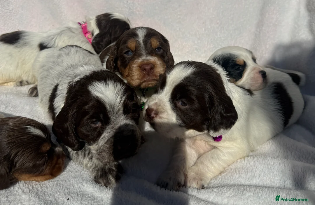 Cocker Spaniel dogs for sale: Bred From Extensively Health Tested Parents - Advert 1