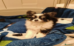 Chihuahua dogs for sale: 1 x Chihuahua Puppy for sale - Image 3