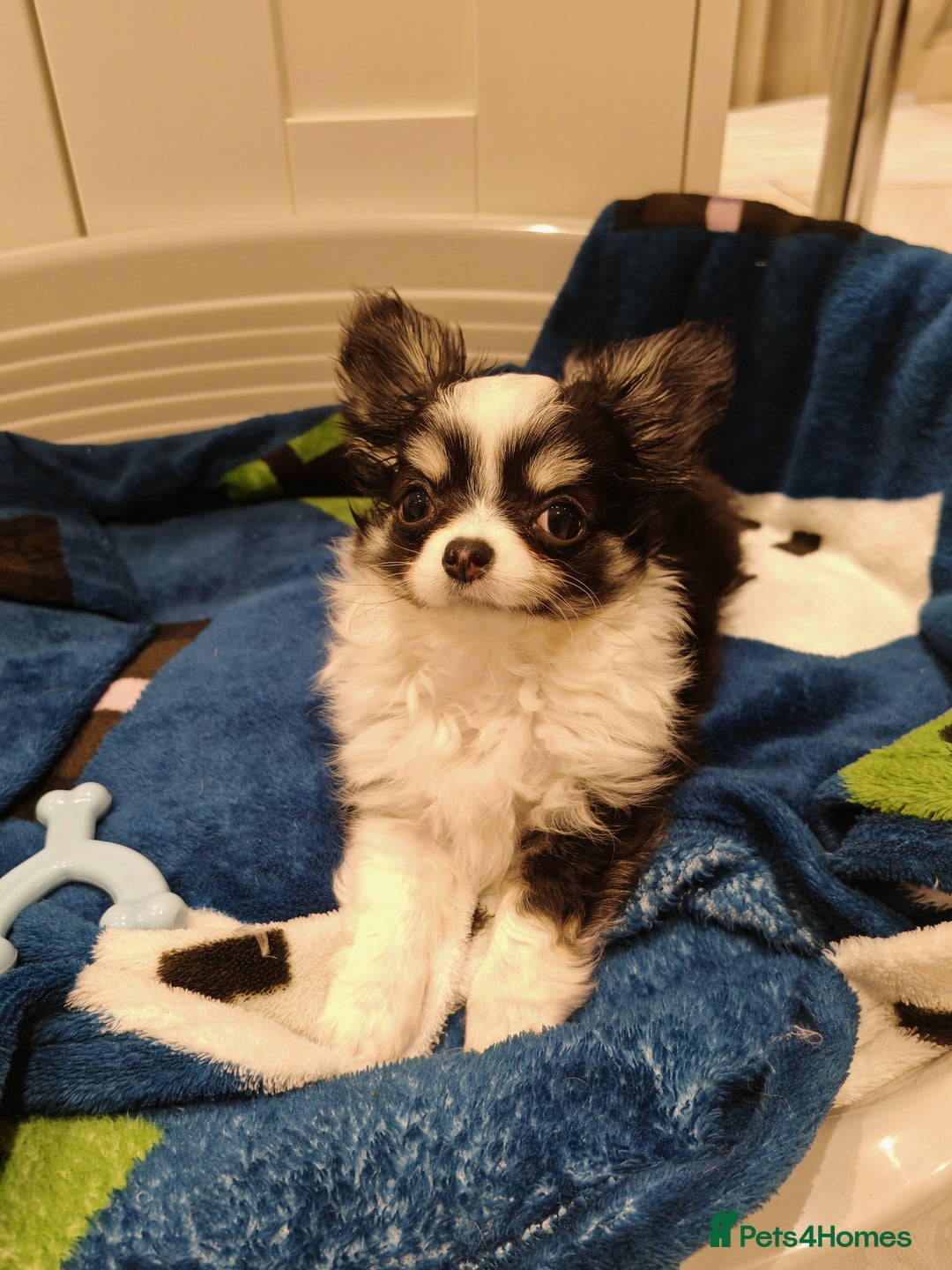 Chihuahua dogs for sale: 1 x Chihuahua Puppy for sale - Image 3