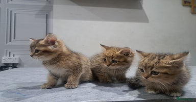 British Shorthair cats British short hair kittens (sale)  - Advert 3
