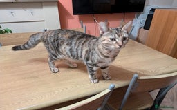 Mixed Breed cats for sale: Gorgeous cross bengal girl - Image 2