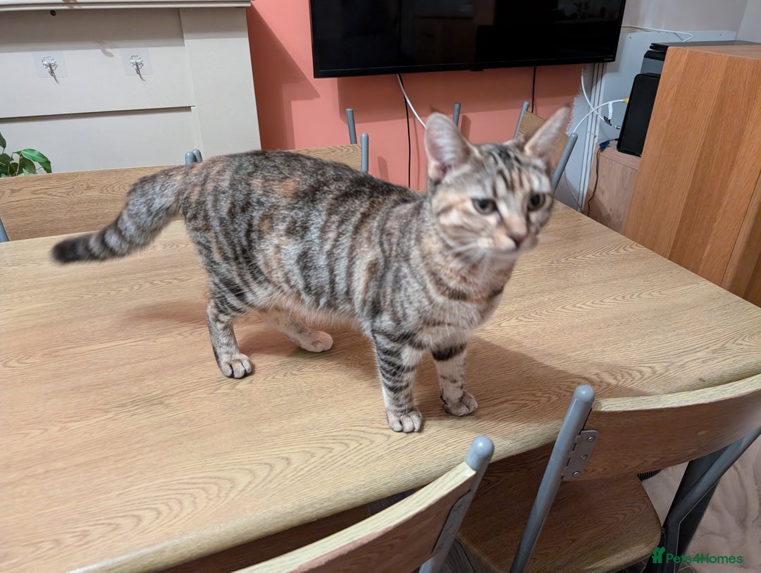 Mixed Breed cats for sale: Gorgeous cross bengal girl - Image 2