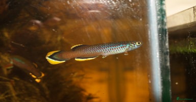 Live Bearers fish in Glasgow - Advert 4