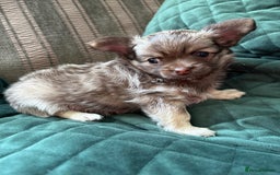 Chihuahua dogs for sale: Gorgeous Fluffy Chihuahua Puppy - Image 4