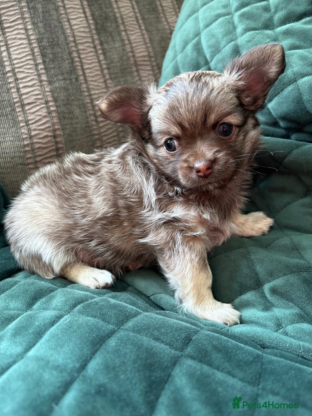 Chihuahua dogs for sale: Gorgeous Fluffy Chihuahua Puppy - Image 4