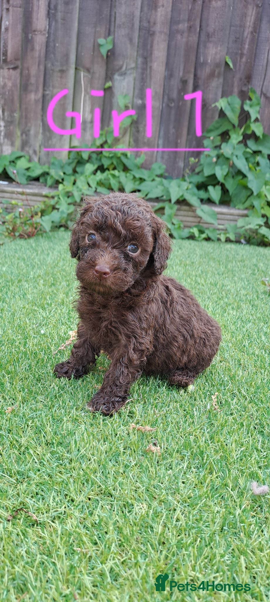 Toy Poodle dogs TINY Health clear Kc chocolate toy poodles  - Advert 18