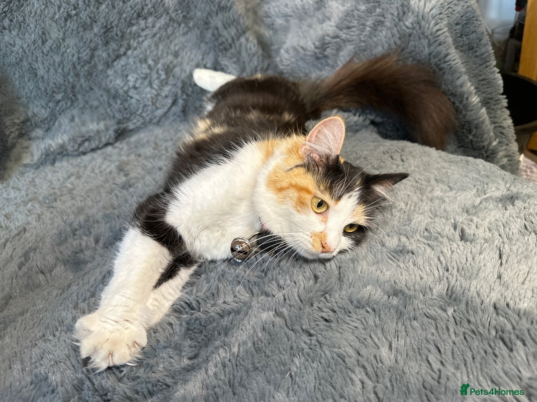 Mixed Breed cats for sale: 2 stunning kittens ready to leave now! - Image 6