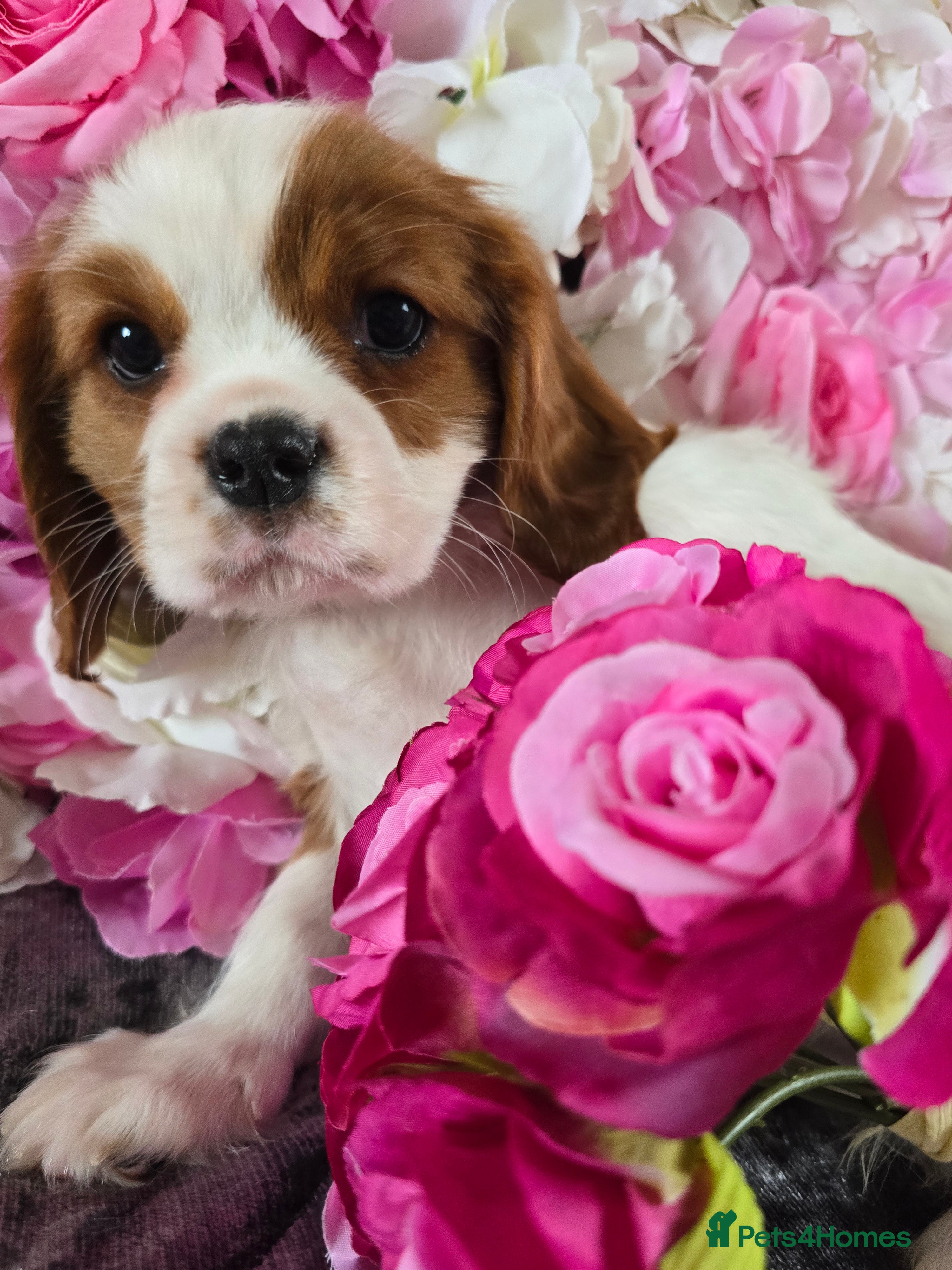 Cavalier King Charles Spaniel dogs KC registered from Health Tested parents  - Advert 3