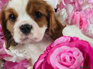 Cavalier King Charles Spaniel dogs KC registered from Health Tested parents - Advert 2