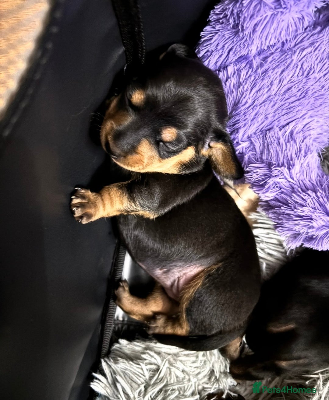 Miniature Dachshund dogs for sale: 🥇KC Registered Miniature Dachshunds Champion Line - Advert 27