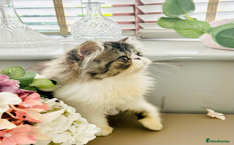 Persian cats in Ashton-under-Lyne - Advert 2