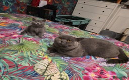 British Shorthair cats for sale: READY TO LEAVE NOW! Black and grey pedigree BSH!! - Image 11