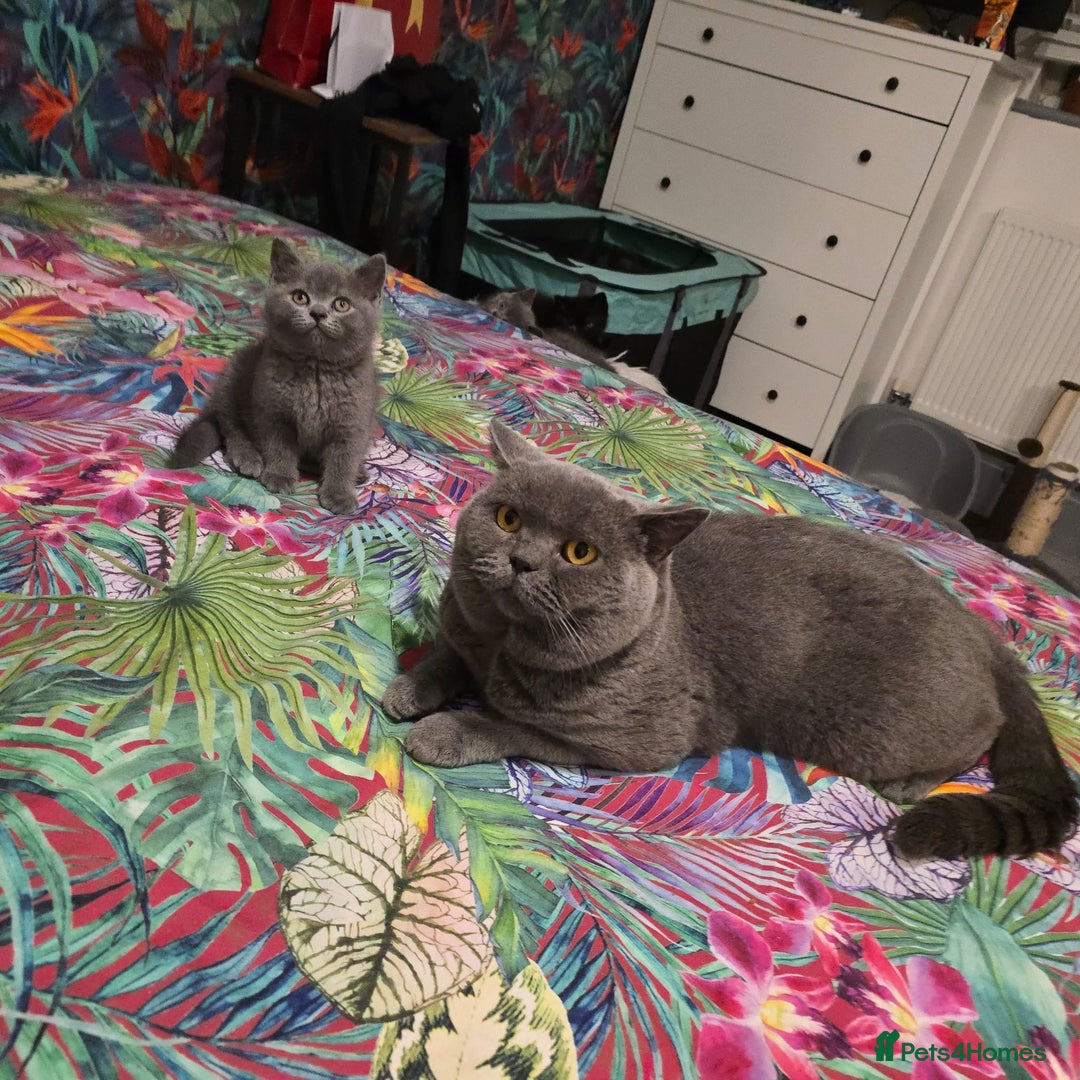 British Shorthair cats for sale: READY TO LEAVE NOW! Black and grey pedigree BSH!! - Image 11