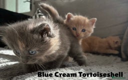 Norwegian Forest Cat cats for sale: Kittens - Image 6