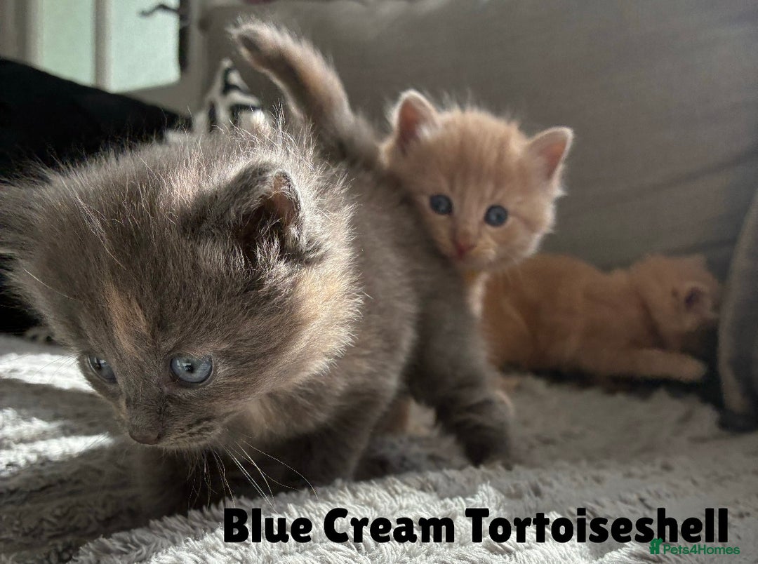 Norwegian Forest Cat cats for sale: Kittens - Image 6