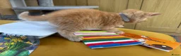 British Shorthair cats for sale: Stunning set of British blues - Advert 4