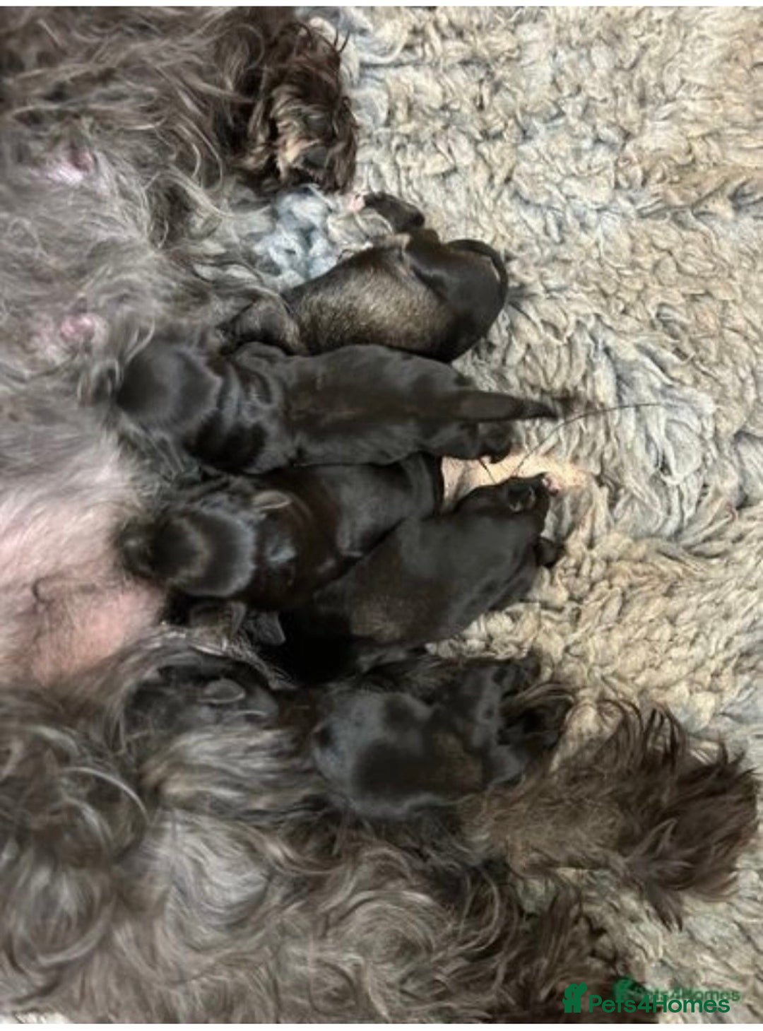 Miniature Schnauzer dogs for stud: KC Reg Choc/White Min Schnauzer MAC +BVA Clear in Coventry - Advert 29
