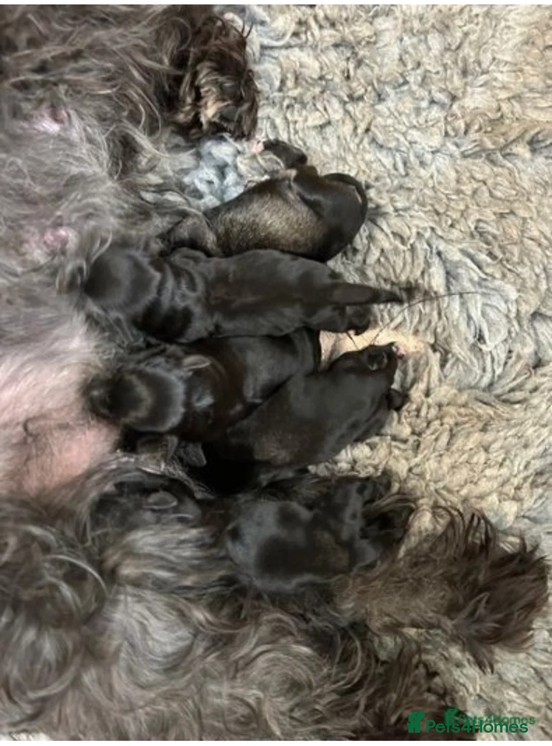 Miniature Schnauzer dogs for stud: KC Reg Choc/White Min Schnauzer MAC +BVA Clear in Coventry - Advert 29