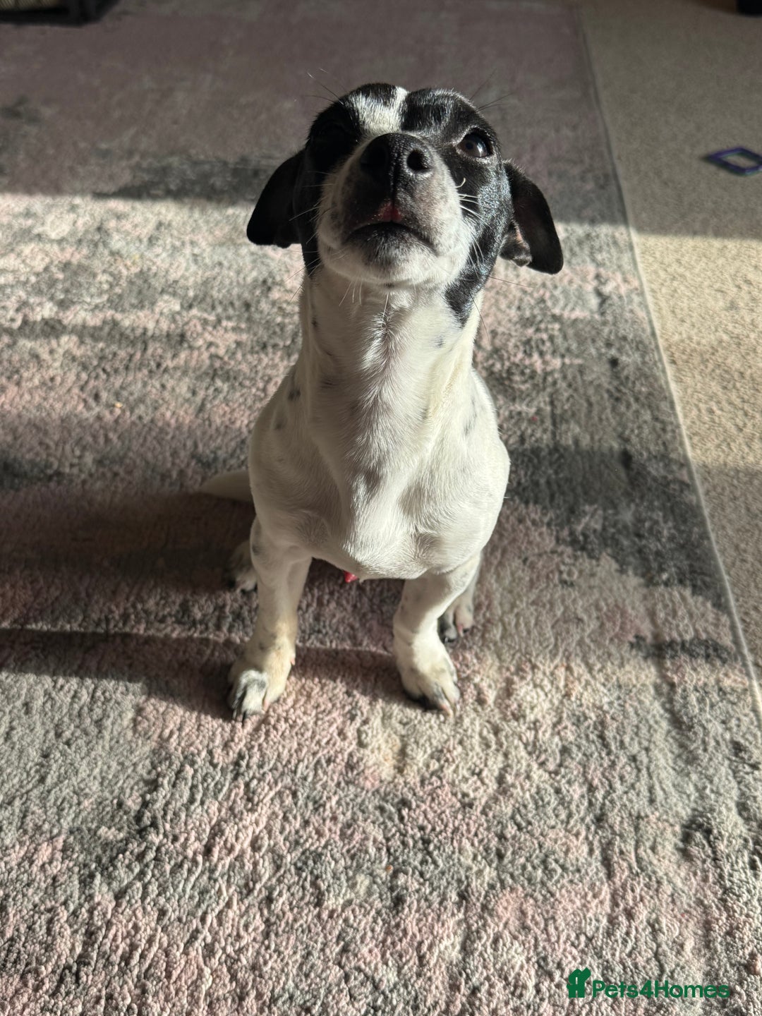 Jack Russell dogs for sale: Jack Russel  - Advert 1