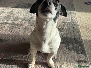 Jack Russell dogs Jack Russel - Advert 11